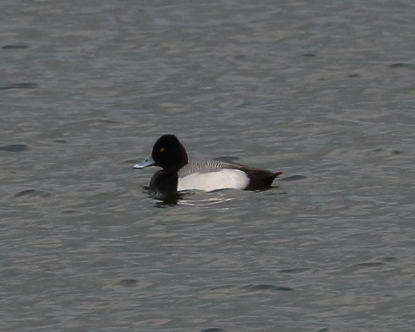 Drake Lesser Scaup, Cheddar Water, 16th March 2019