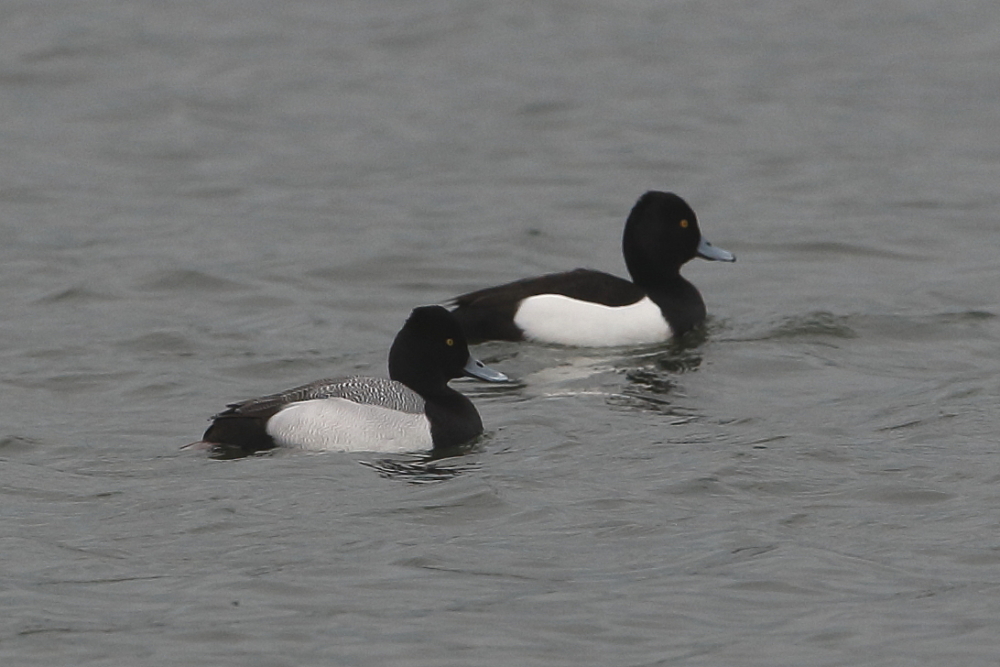 Drake Lesser Scaup with drake Tufted Duck, Holt Bay, 18th March 2019.