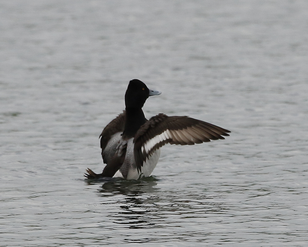 1st-winter drake Lesser Scaup wing flap, Holt Bay, 20th March 2019.