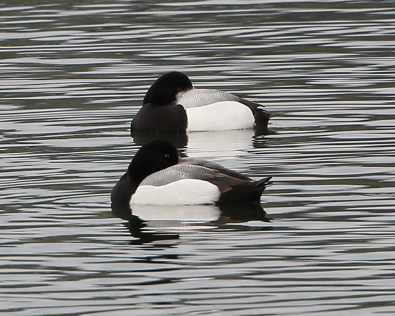 Drake Greater Scaups, Pipe Bay, 21st March 2019.