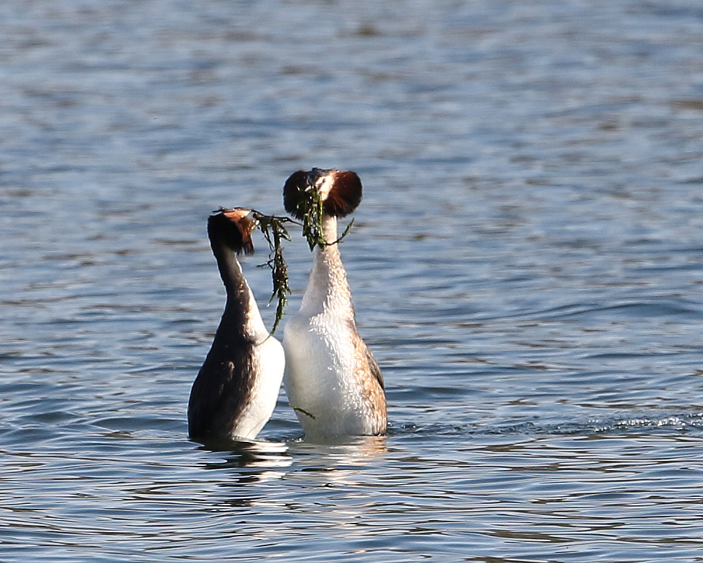 Great Crested Grebes performing the 'weed dance', 25th March 2019.