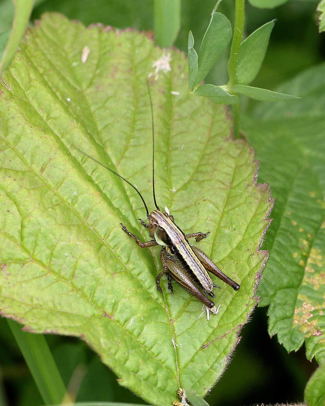Roesel's Bush-cricket Metrioptera roesellii nymph, North Shore Car Park.