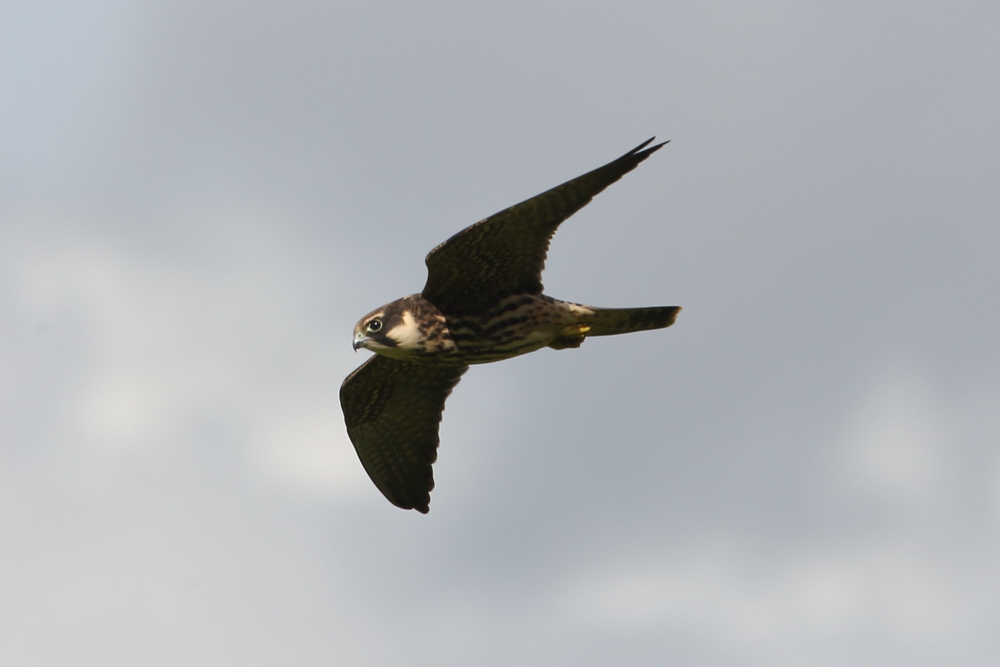 Juvenile Hobby, Top End, 22nd Sept. 2019.
