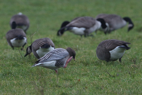 Pink-footed Goose, Grove Farm. 24th Nov 2019.
