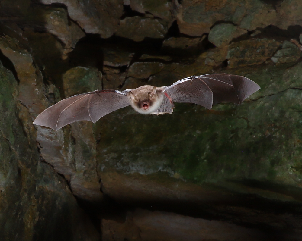 Natterer's Bat, Wiltshire, 13th Sept. 2020.