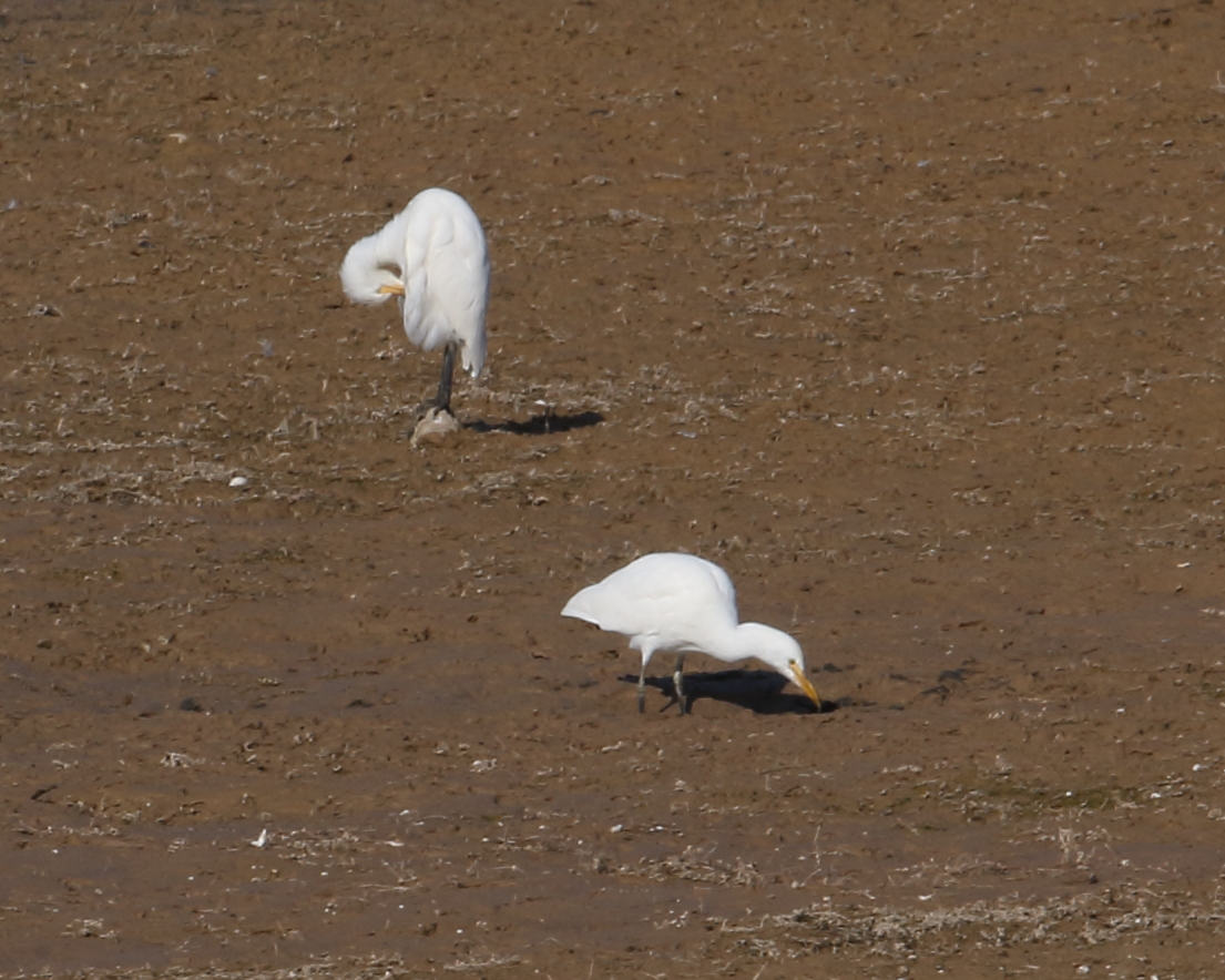 Cattle Egrets, Holt Bay, 14th Sept. 2020.