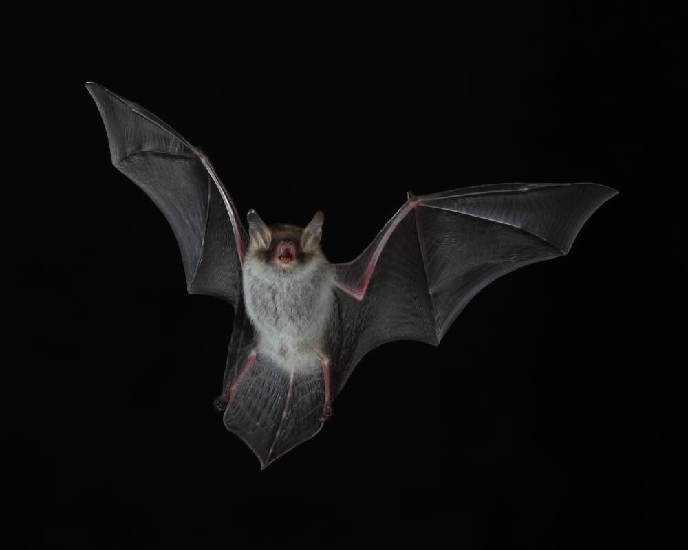 Natterer's Bat, Wiltshire, 19th Sept. 2020.