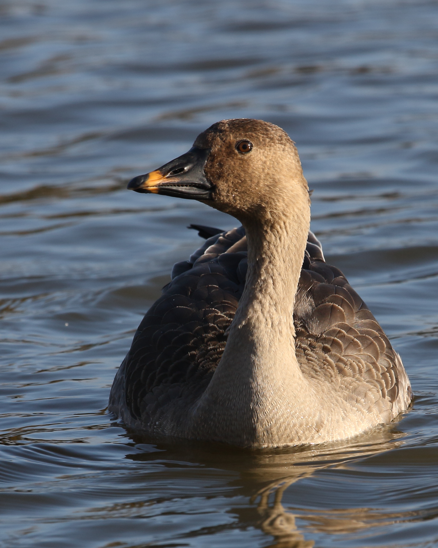 Tundra Bean Goose, Apex Pond,  Burnham-On-Sea.