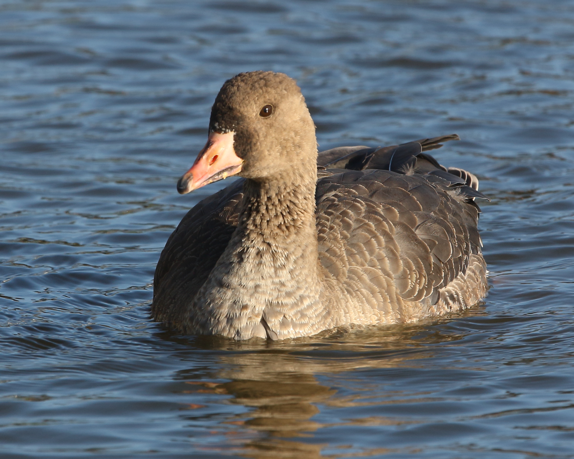 1st-winter Russian White-fronted Goose
