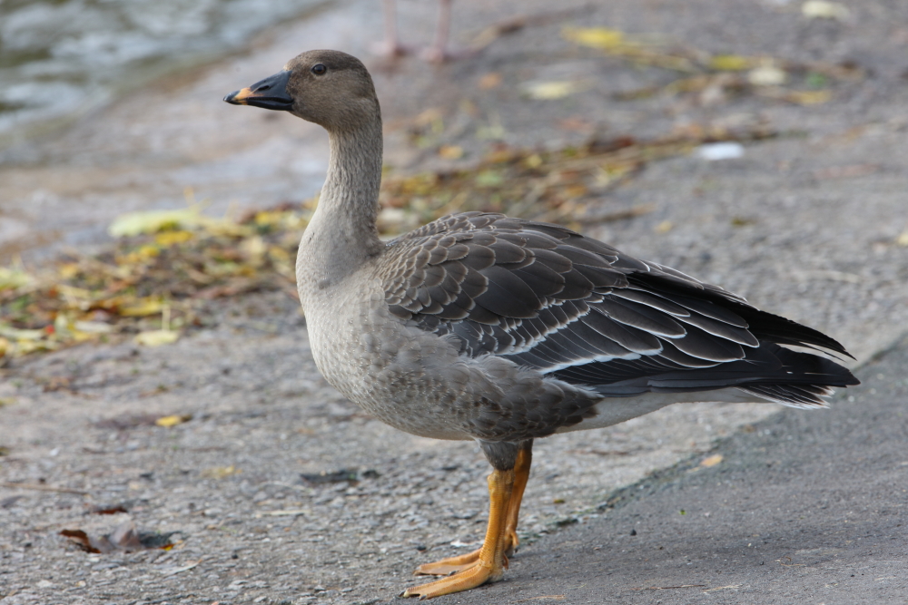 1st-winter Tundra Bean Goose, Apex Ponds, Burnham-on-Sea, Somerset. 15th Nov 2020.