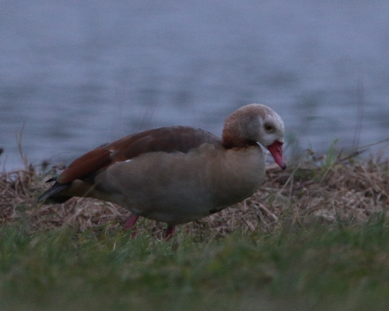 Pale-headed form of Egyptian Goose
