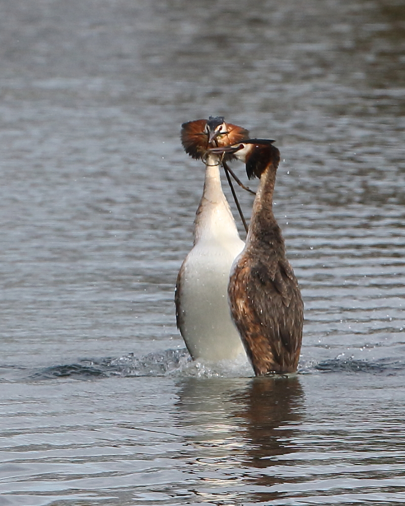 Great Crested Grebes, Holt Bay doing the weed dance. 9th April 2021.