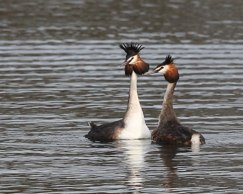 Great Crested Grebes, Holt Bay, Blagdon Lake. 9th April 2021.