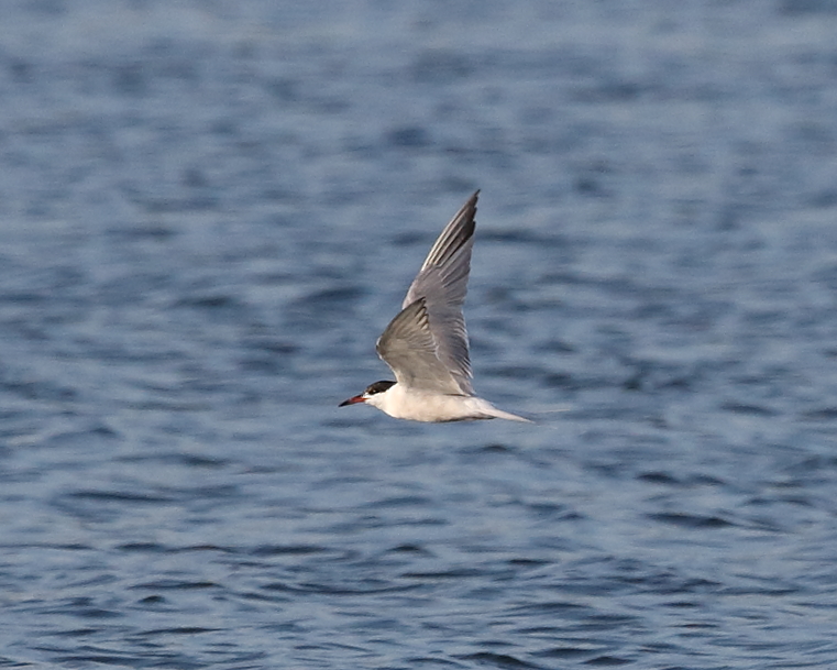 Common Tern, Lodge. 7th June 2021.