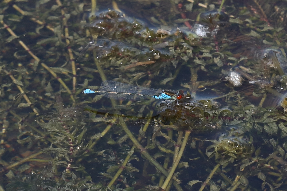 Small Red-eyed Damselfly, Green Lawn. 21st July 2021.
