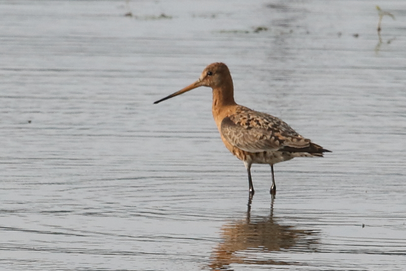 Black-tailed Godwit, The Lodge. 25th July 2021.