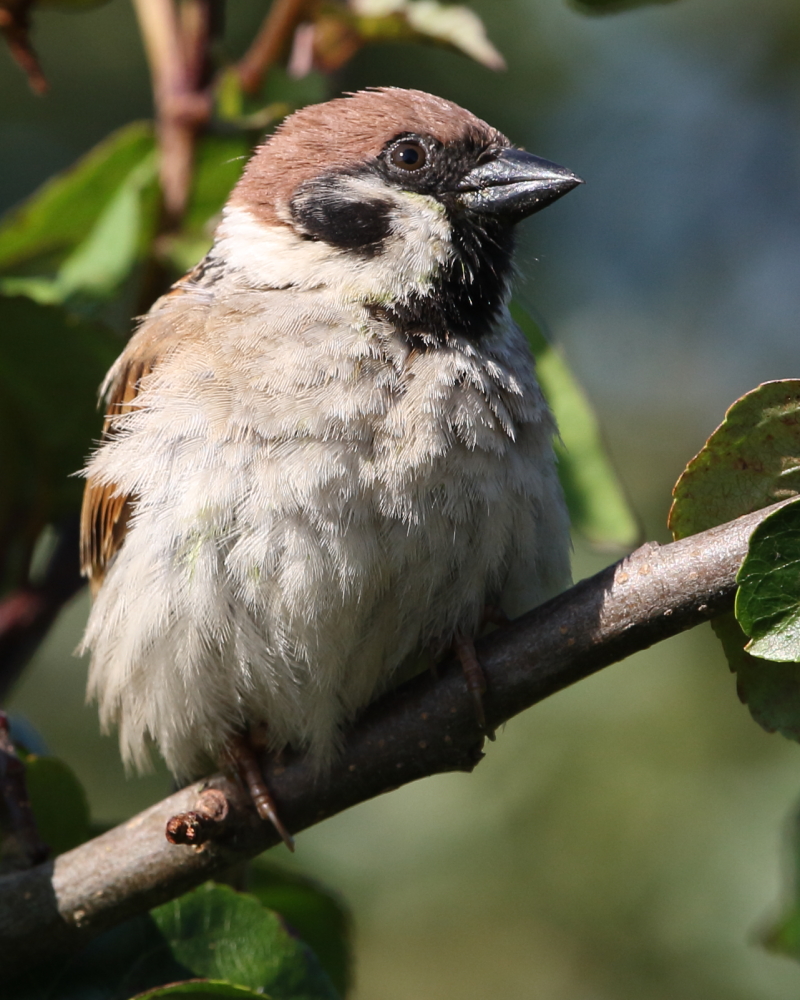 Tree Sparrow, RSPB Bempton Cliffs, E. Yorks. 1st August 2021.