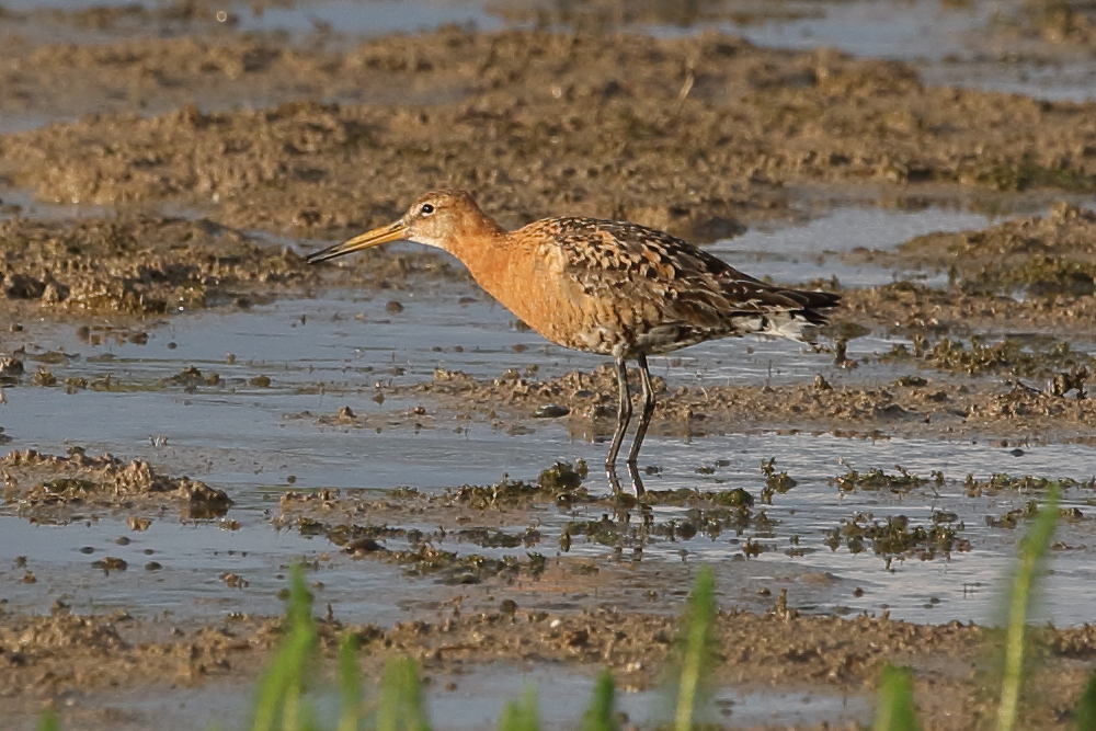 Black-tailed Godwit in evening sun, Fishing Lodge. 9th August 2021.