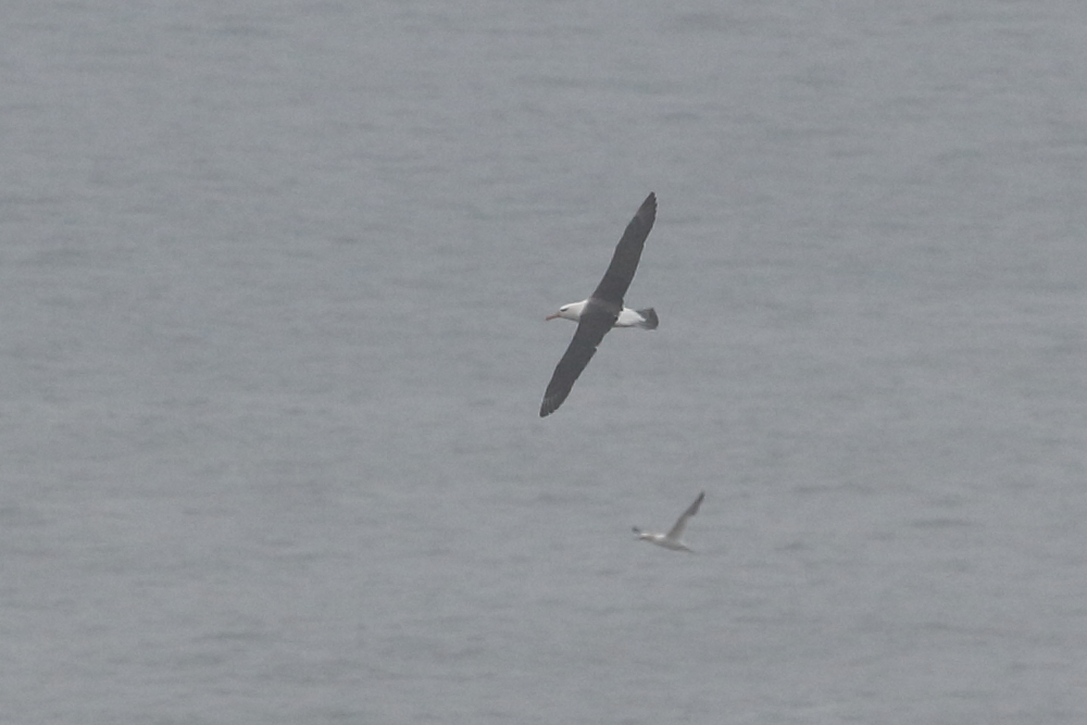 Black-browed Albatross, RSPB Bempton Cliffs, E. Yorks. 22nd Aug. 2021.