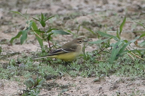 Yellow Wagtail, Lodge. 31st August 2021.