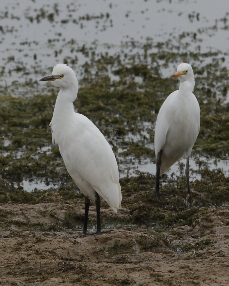 Cattle Egrets, Holt Bay. 14th September 2021.