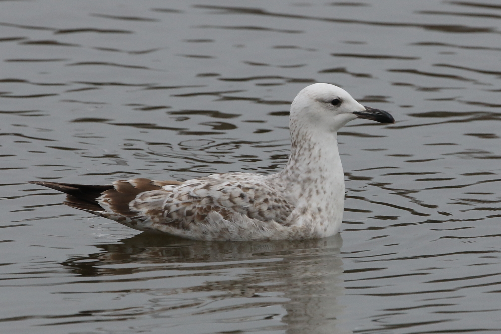 1st-winter Caspian Gull, Sutton Bingham Reservoir, Somerset. 19th December 2021.