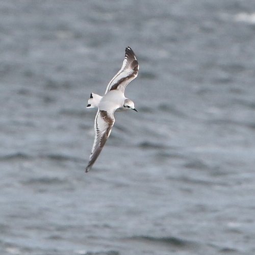 2nd-cal. year Little Gull. 11th April 2022.