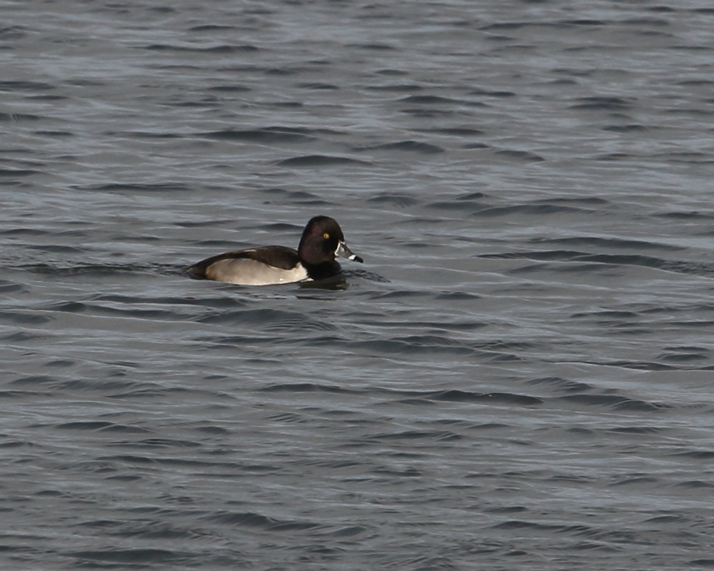 Ring-necked Duck, Home Bay Point. 20th Dec 2022.