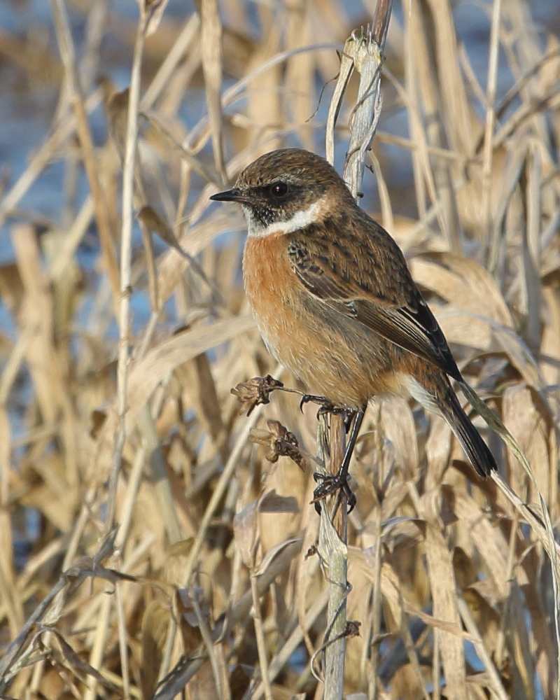 Male Stonechat, Holt Bay. 17th Jan 2023.