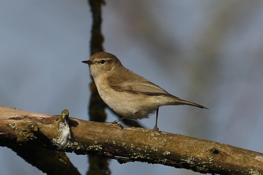 Siberian Chiffchaff high in a tree against a pale background. 30th Jan 2023.