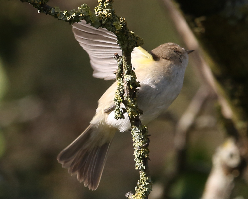 Siberian Chiffchaff showing yellow at bend of underwing. 30th Jan 2023.