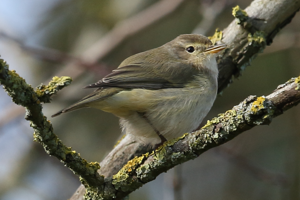 Chiffchaff with a curious mix of characters, Top End. 30th Jan 2023.