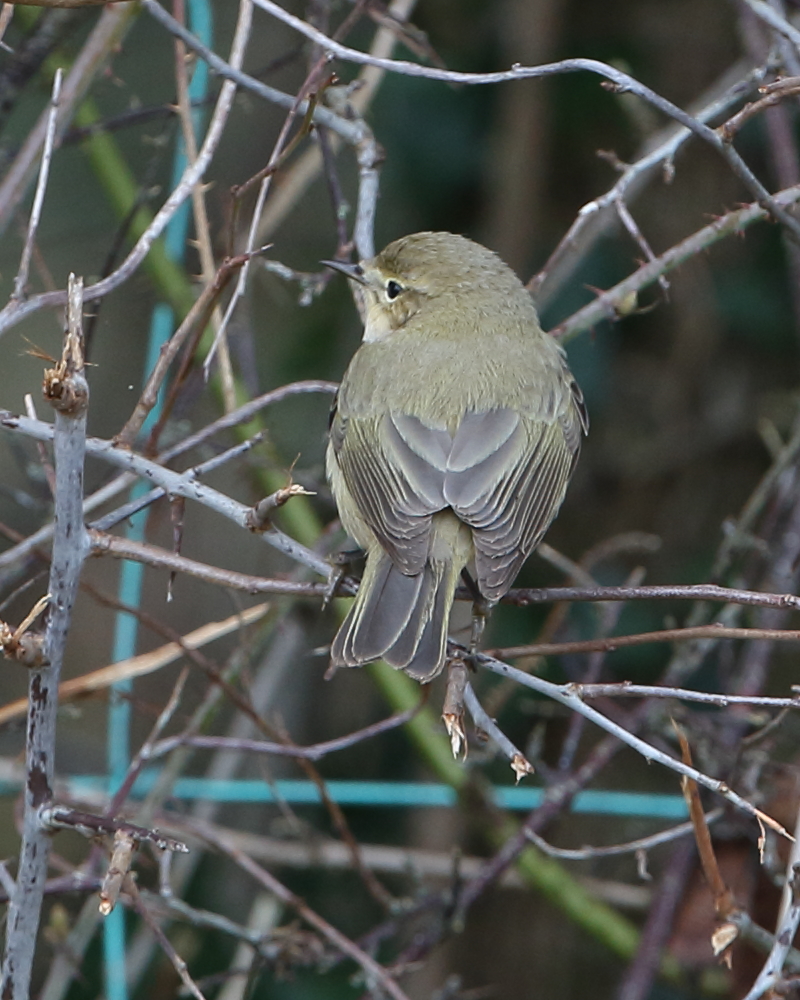 Note olive tones of this Common Chiffchaff, Top End. 2nd Feb 2023.