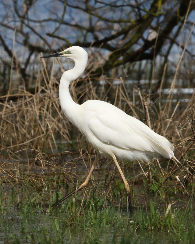 Great White Egret, Top End. 12th Apr. 2023