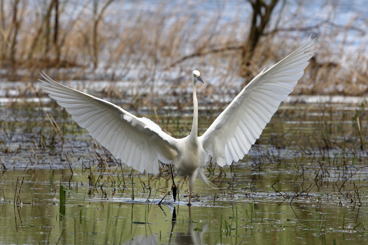 Great White Egret, Top End. 12th Apr. 2023.
