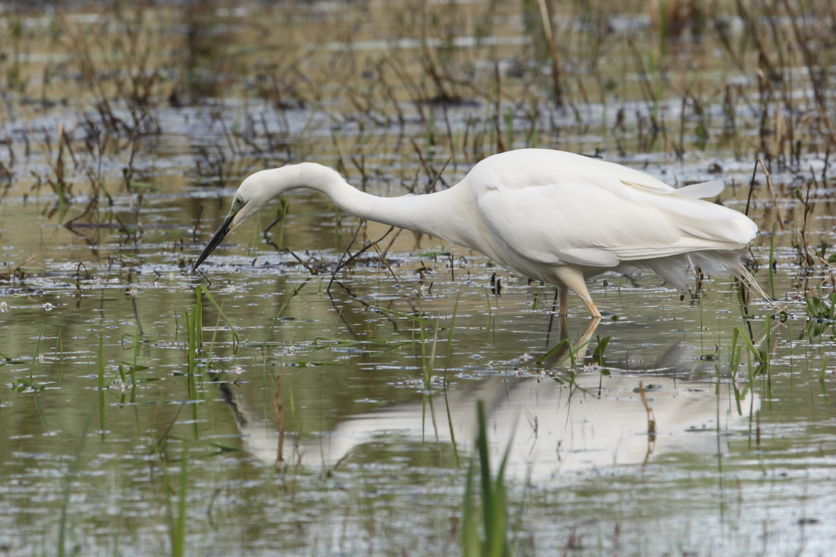 Great White Egret, Top End. 12th Apr. 2023.