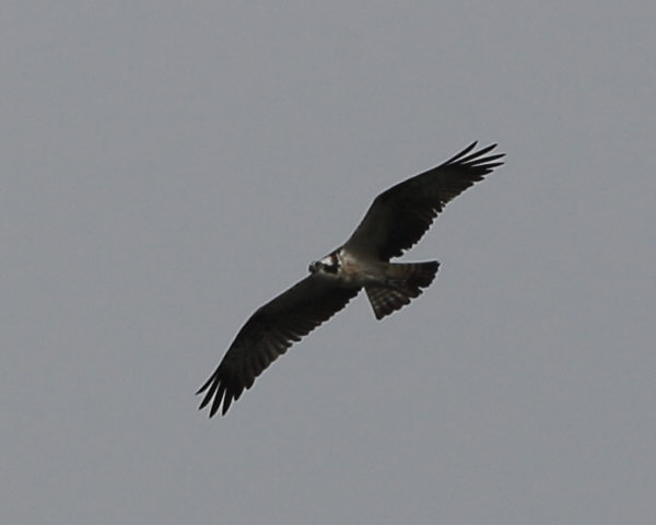 Osprey, Blagdon Lake. 23rd July 2023.