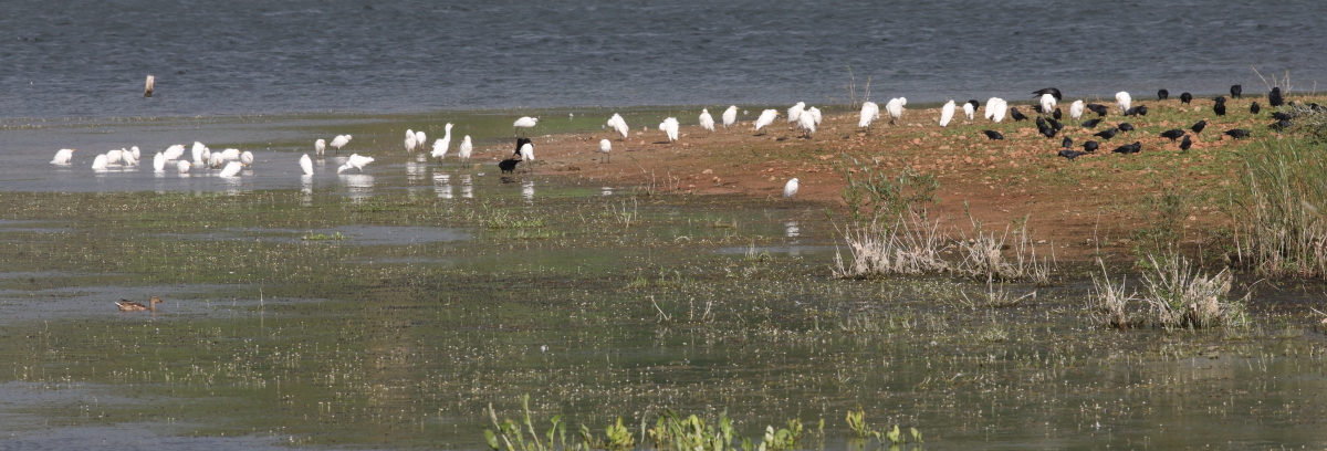 44 Cattle Egrets and 2 Little Egrets on Rainbow Point. 30th Sept. 2023.