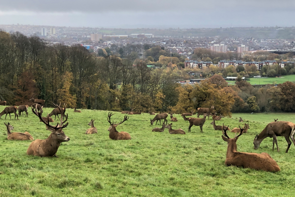 Red Deer, Ashton Court Deer Park, Bristol. 18th November 2021.