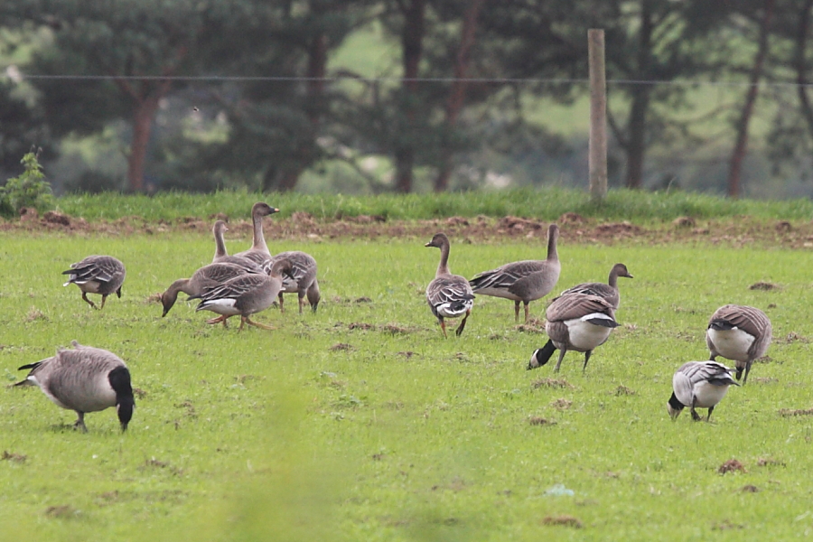 Tundra Bean Geese with Barnacle & Canada Geese, Holt Farm. 20th Oct 2006.