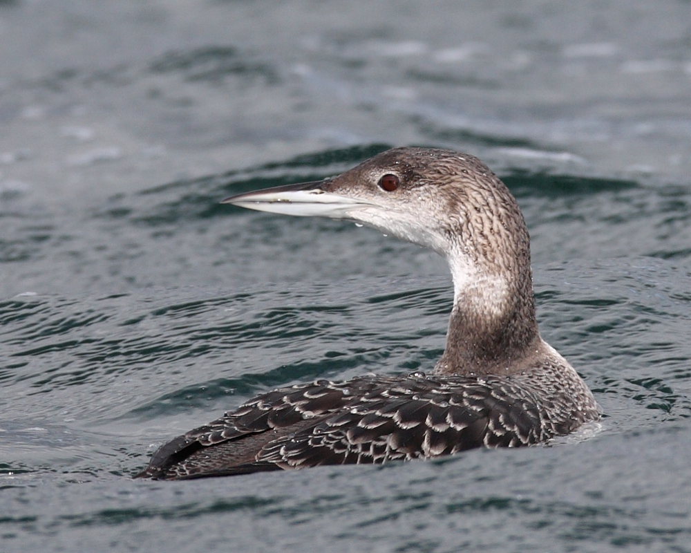 Great Northern Diver, Cheddar Reservoir. 23rd March 2008.