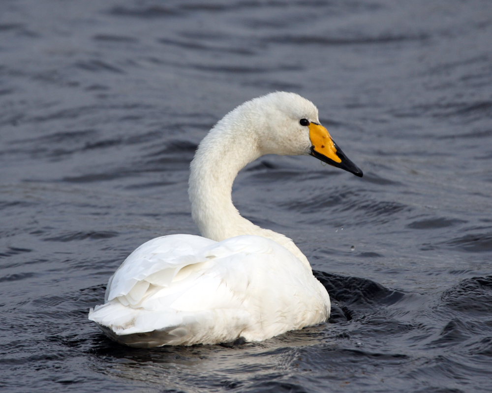 Whooper Swan, Shetland Isles. 20th October 2008.