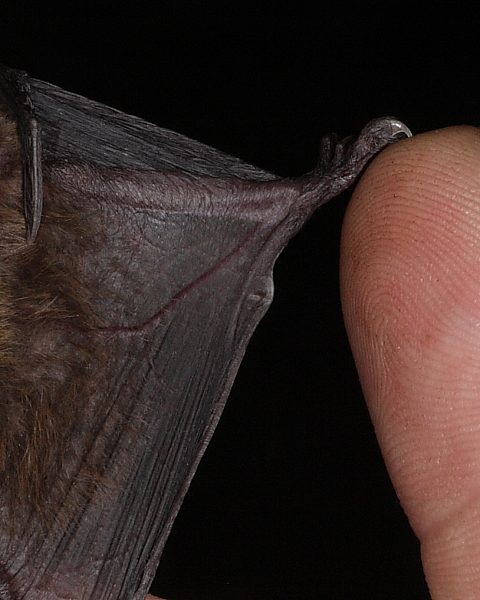 Leisler's Bat showing T-shaped post-calcarial lobe