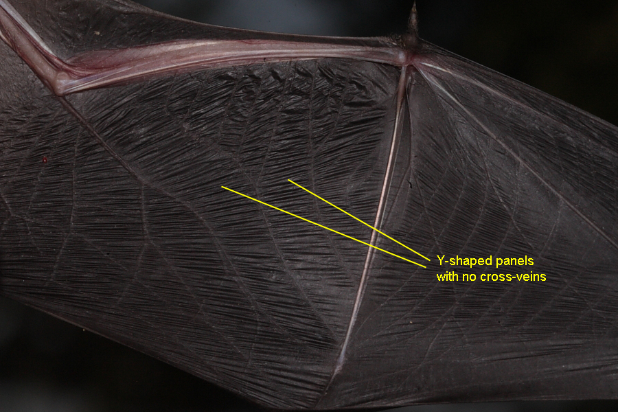 Soprano Pipistrelle view of wing membrane.