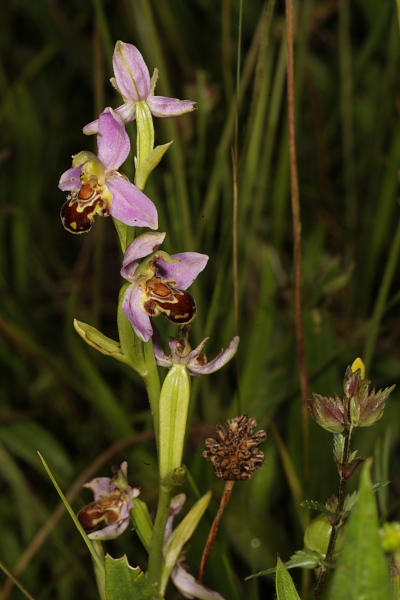 Bee Orchid, Burmah Road, Blagdon Lake. 21st June 2016.