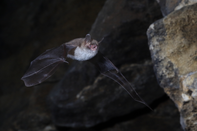 Natterer's Bat, Wiltshire, 13th Sept. 2020