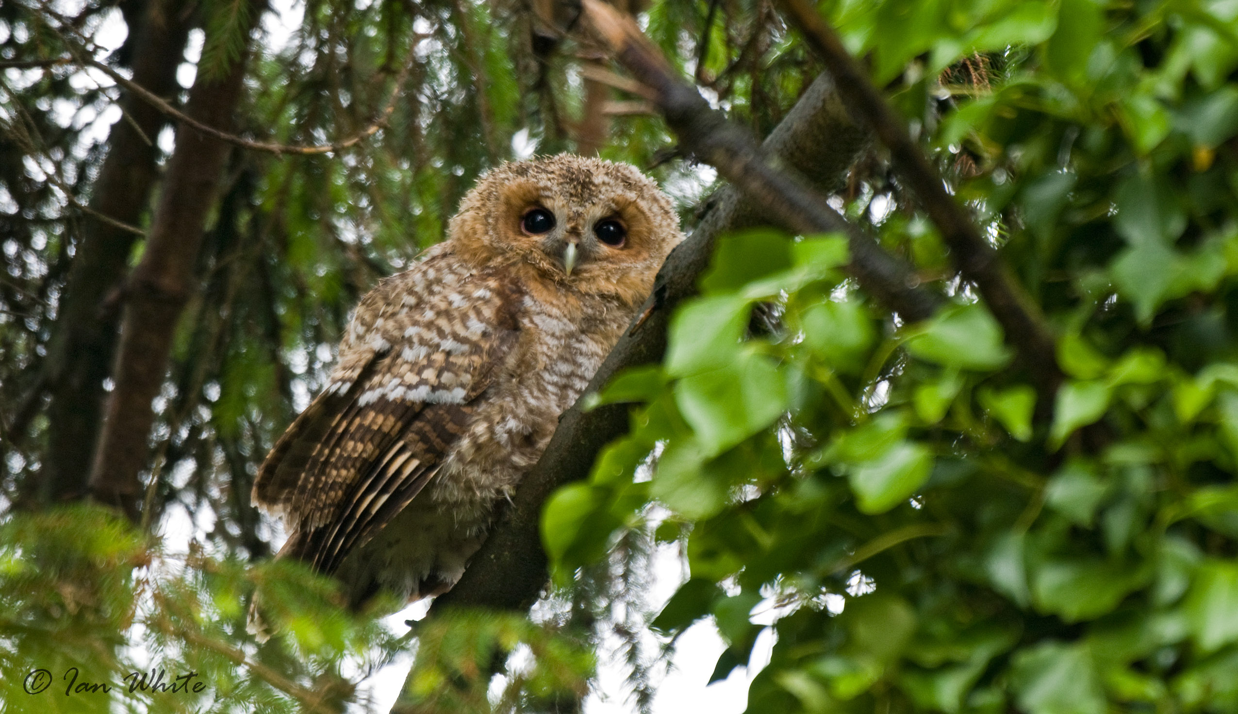 Juvenile Tawny Owl Strix aluco, Top End © Ian White, 2014