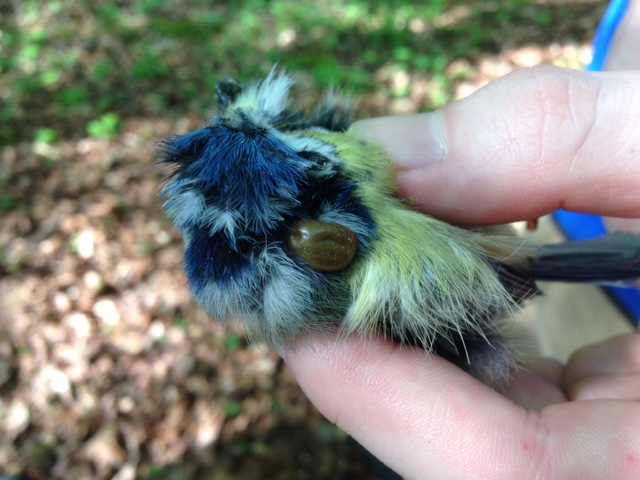 Dead Blue Tit Cyanistes caeruleus with engorged Ixodes sp. tick © Ken Anstey, 2017