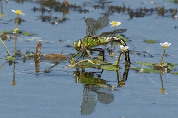 Emperor Dragonfly, Green Lawn. 21st July 2021. Mark Hynam © 2021.