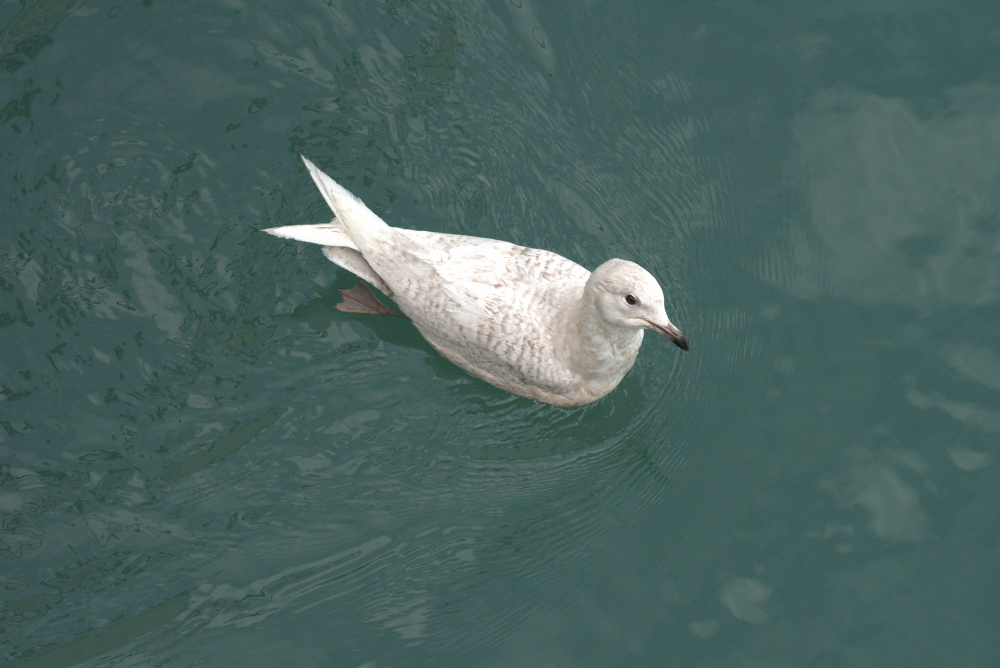 Iceland Gull, Newlyn Harbour © Mark Hynam, 14th March 2020.